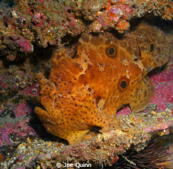 Large Frogfish on SS Hebe off the coast of Myrtle Beach,sc by Joe Quinn 